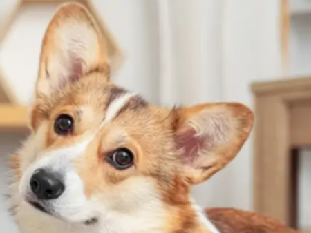 Как да държим новото ни кученце активно, без да съсипе дома?