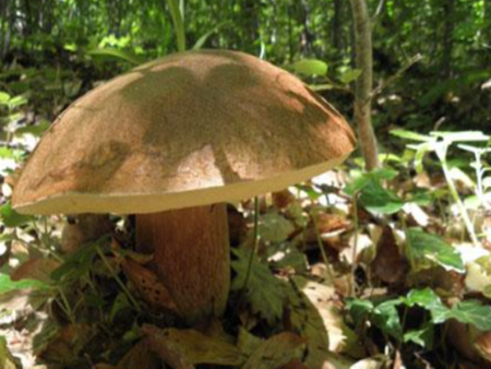 Мъж преживя кошмар докато бере гъби