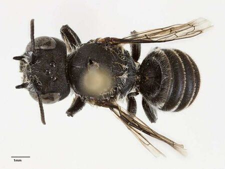 Кръстиха на дявола нов вид австралийска пчела