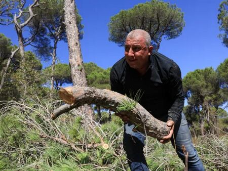 Историческите борови гори на Ливан умират