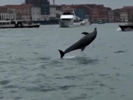 Делфинът Мимо се превърна в сензация, но от властите са притеснени