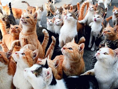 Съдът в Гърция наложи 1,7 милиона евро глоба на "затвор за котки"