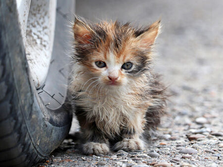 Глобиха грък с 1,7 милиона евро заради жестокост към животни, държал ги заключени и недохранени