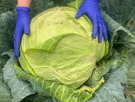 Бесарабски българин кандидатства с грамадна зелка за рекорд на България