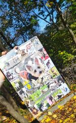 Подкрепи благотворителна инициатива – купи календар на Приюта за безстопанствени кучета