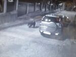 Мечка тича по улиците на Карлово, хората са в шок