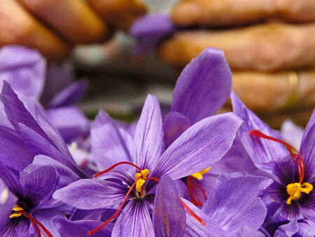 Българско семейство отглежда най-скъпата подправка в света