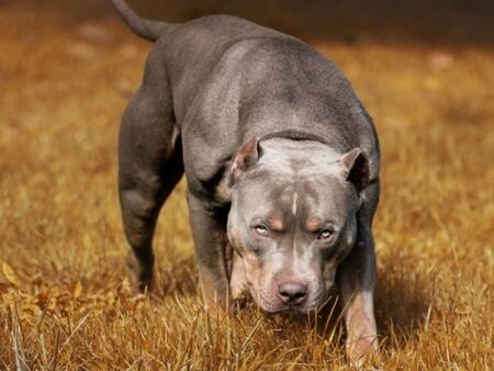 Глобяват за куче без каишка, вижте правилата, които всеки стопанин трябва да знае