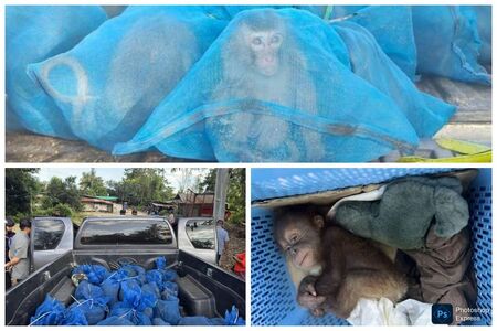 Пикап пълен с диви маймуни и дрога са заловени при акция в Тайланд