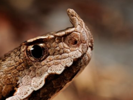 Българин отглежда над 200 пепелянки, разследват го