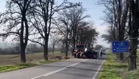 Силният вятър събори голямо дърво край пътя и спря движението между Елхово и Болярово