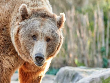 Вълци и мечки предизвикаха смут до България