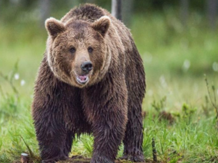 Група ученици и учители са нападнати от мечка