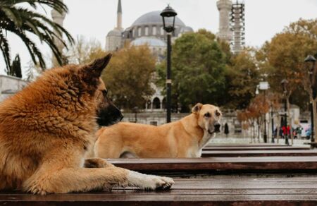 В Истанбул забраниха храненето на бездомни кучета