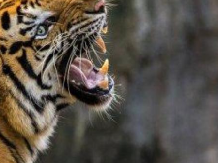 18-годишна беше нападната от тигър