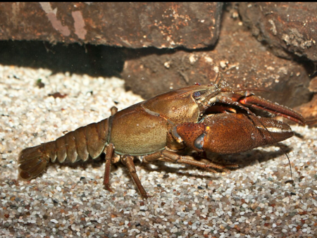 4 милиона евро за опазване на „скални раци“: екокауза или поредният зелен джакпот?