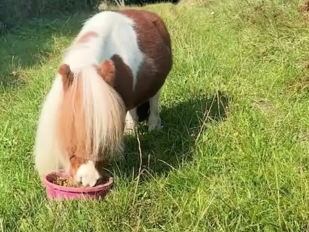 Немски кон е най-ниският в света