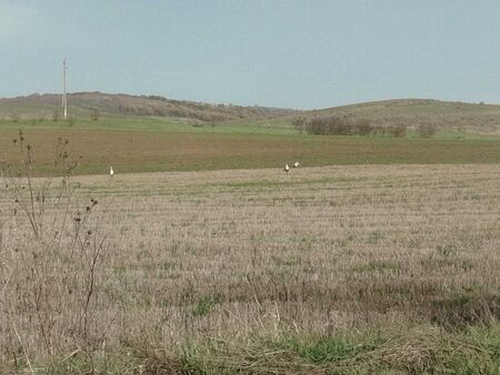 Необичайна гледка шашна поморийци: Щъркели се появиха в поле между с. Лъка и Каблешково (СНИМКИ)