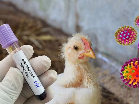 Мутиращ птичи грип е възможно да предизвика тежка пандемия