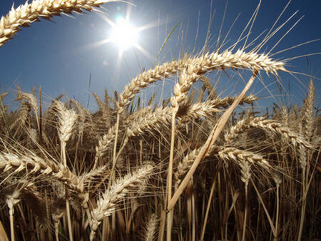 Зърнопроизводители от България на протест в Брюксел