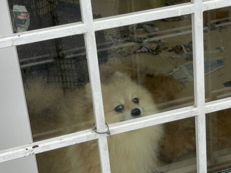Животните от ужасяващия „лагер“ вече са изведени, част от тях са в критично състояние