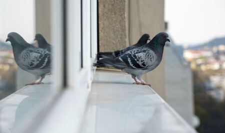 Защо гълъб каца върху перваза на прозореца и какво иска да каже на стопаните