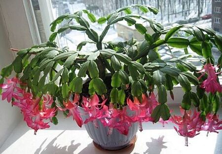 Ето това добавям във водата за поливане през декември и Коледничето прелива от цвят чак до април