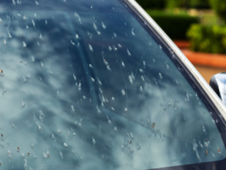 Как да избегнем насекоми по предното стъкло на колата