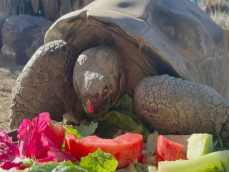 Костенурка от Галапагос почина на 141 години