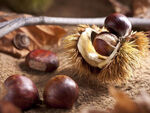 Кестенът – вкусът на есента