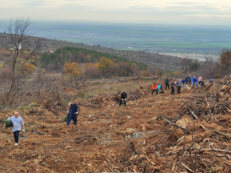 500 доброволци залесиха 65 дка в местността „Седми километър“ край Стара Загора
