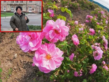 Засадиха цяла улица с рози в кв. Ветрен и за една нощ някой ги открадна