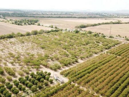 Черната златка унищожава овощните градини в България