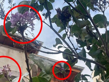 Това не е просто красиво странно явление а и знак