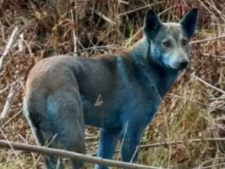 Истината за сините кучета в Чернобил