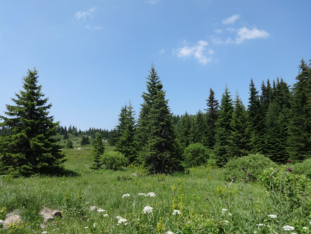 Новият план за парк „Витоша“ орязва ски зоната до 122 хектара и блокира бъдещето на зимния туризъм
