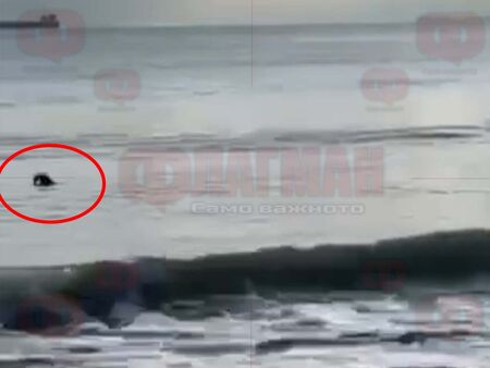 Тюлен или видра? Необичаен силует в морето край Бургас озадачи очевидци