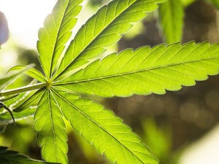 Учени разкриха реалните ползи и рискове на медицинския канабис