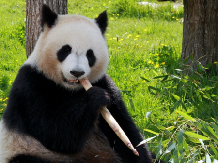 Защо Япония ще остане без панди за първи път от половин век