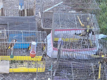 35 защитени диви птици от Руския пазар отново са на свобода