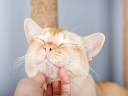 Мъркането разкрива повече за котките от мяукането