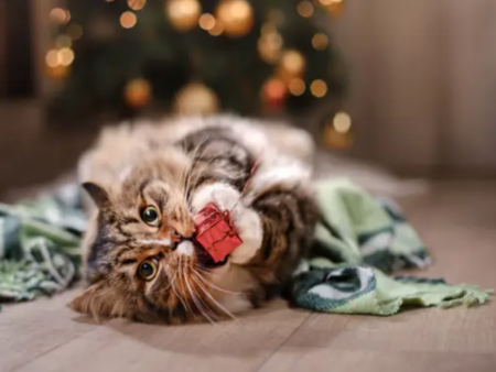 Коледната украса крие сериозни рискове за домашните любимци, предупреждават ветеринари