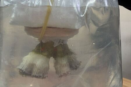 Първи случай в България: Живи корали са задържани на „Капитан Андреево“