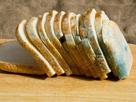 Кога мухлясалата храна става смъртоносна и трябва да я изхвърлите