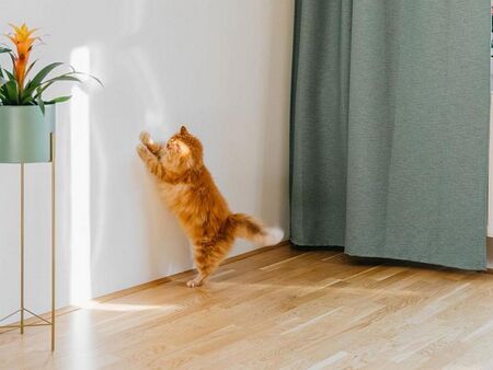 Тайната е разкрита - защо котката драска стените в къщата