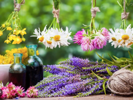 Билките, които помагат за поддържане здравето на кръвоносната система