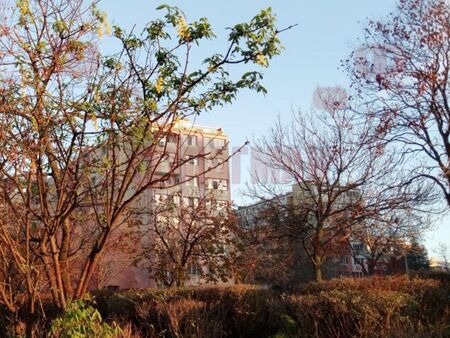 Жълта свежест край оплешивелите от студ дървета на Коледа в Бургас