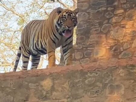 Тигър изненада туристи в Индия – вместо да нападне, легна спокойно до тях