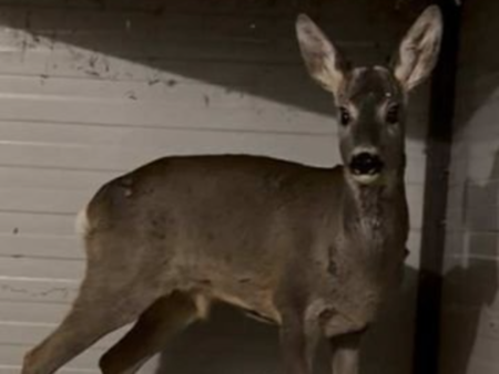 Спасителната мисия се случи в местността Аркутино Екип на полицията