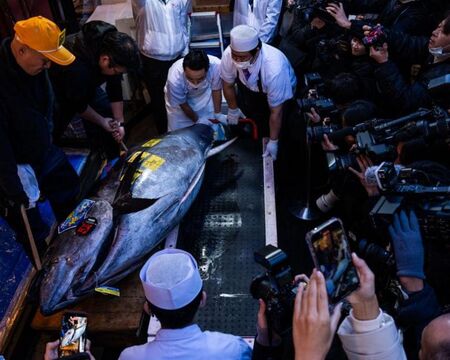 Риба тон е продадена за рекордните $3,2 млн. на новогодишен търг в Токио